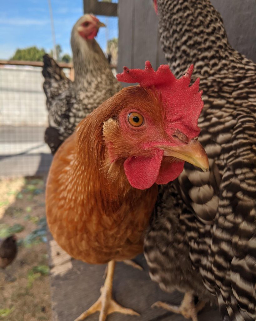 An Update from the Animals at the Yale Street Urban Farm